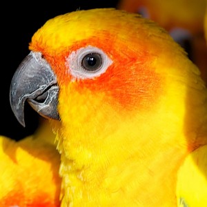 Ausgewähle Vogel Top Bilder für Internet 43